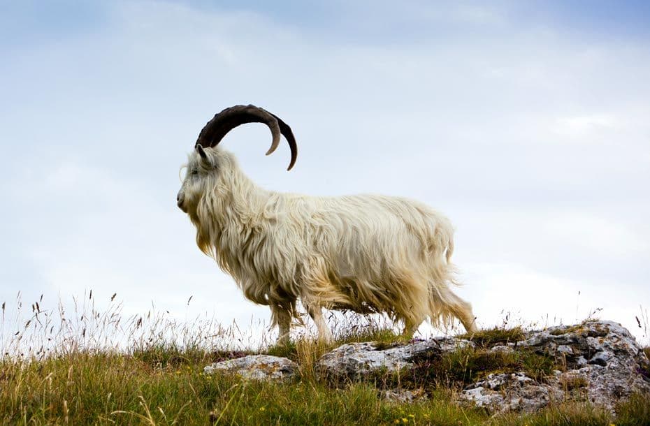 Wissensbeiträge-Kaschmirziege-Kaschmirwolle